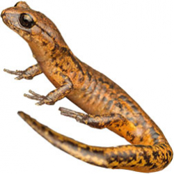 Painted Salamander
